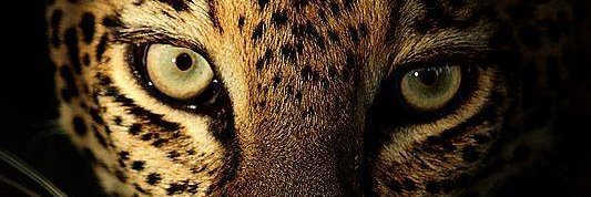 DaniTheodose's profile banner image