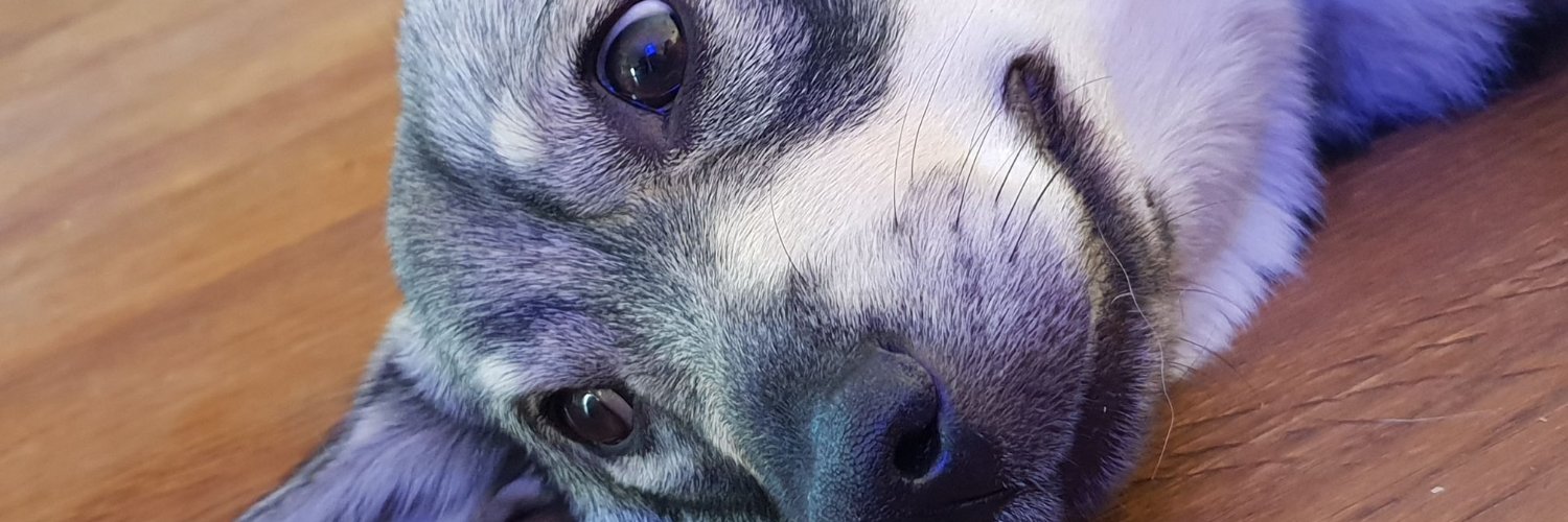Daffyflyer's profile banner image