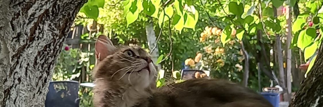 suziepelo's profile banner image