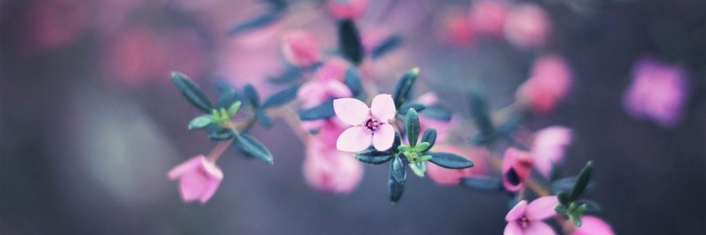 IvyFoliage's profile banner image