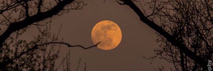 Amante de los nekos-Still Dream banner