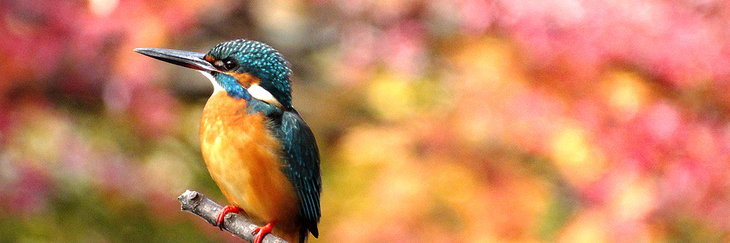 TAD（タッド） banner