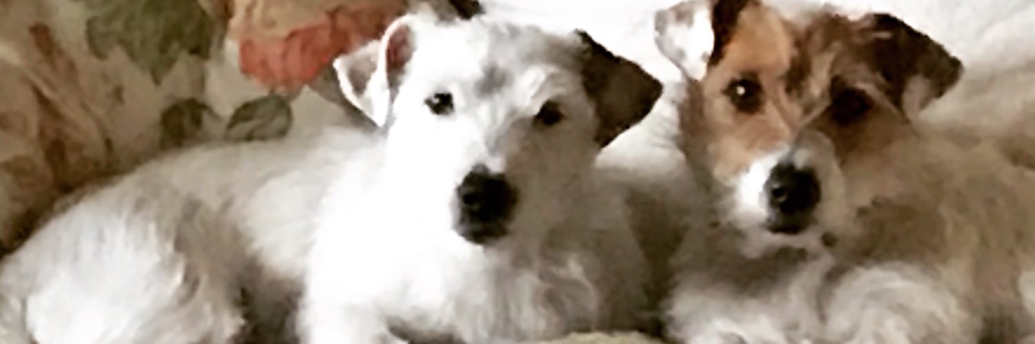 CeciSolveyra's profile banner image
