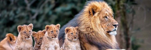 slowterminal Profile Banner