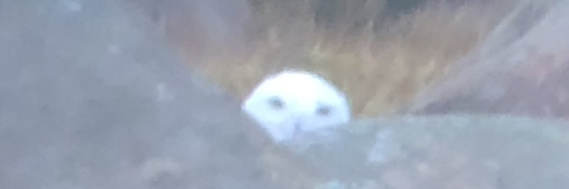 Rob Black 🔺 banner