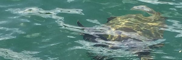 IwalaniHarris Profile Banner