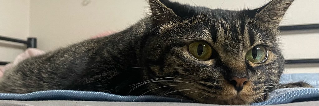 mitpu's profile banner image