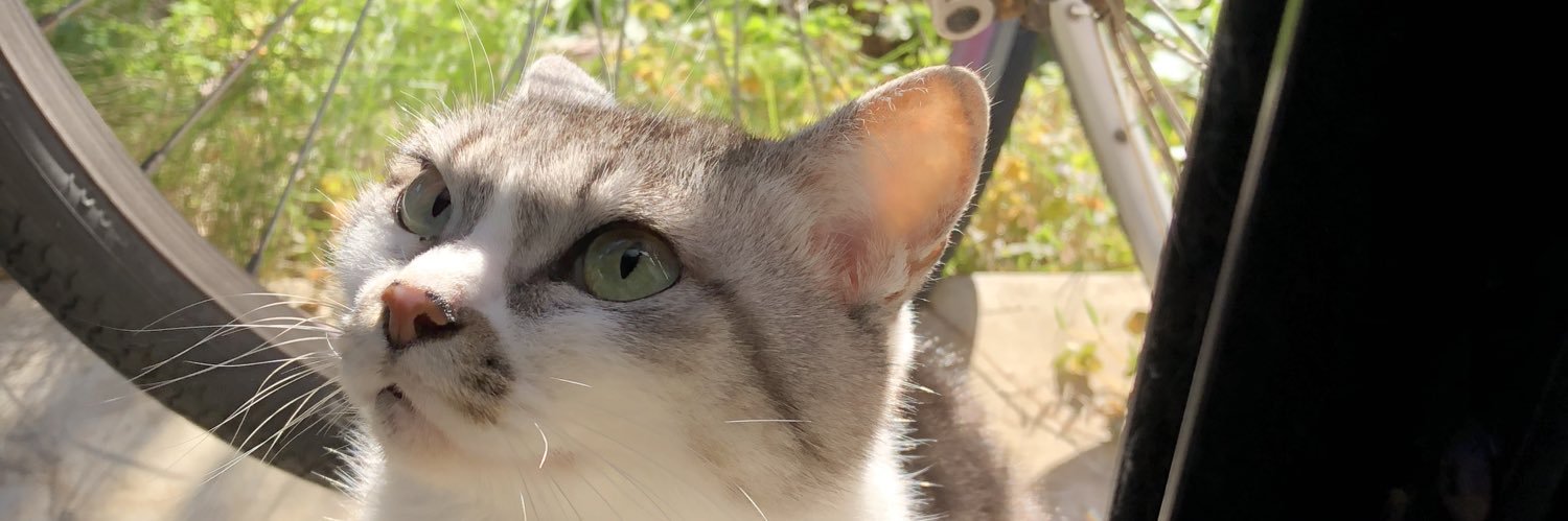 PiSukee397's profile banner image