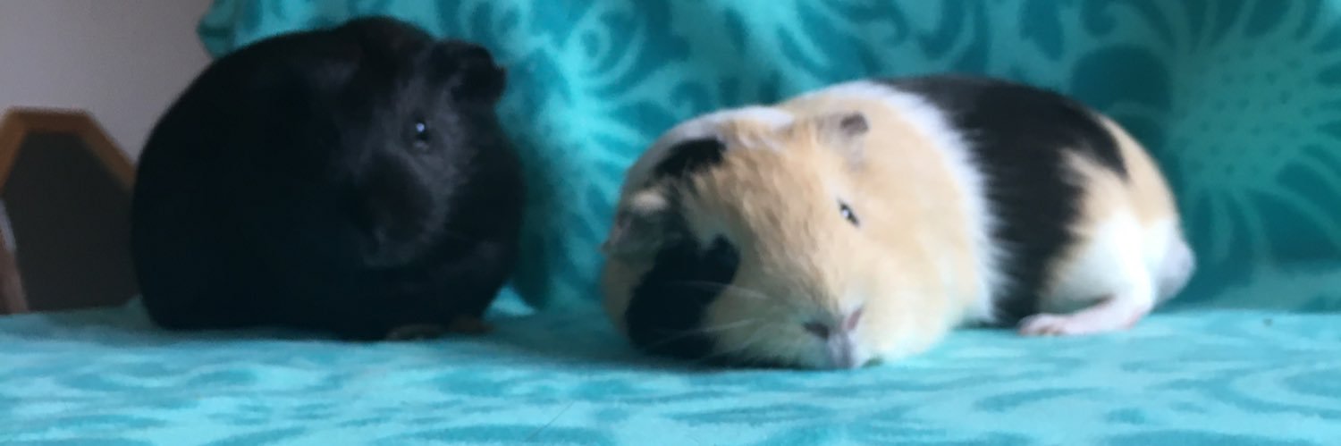 Abby Gilbert banner