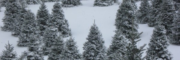 NCchristmasTree Profile Banner