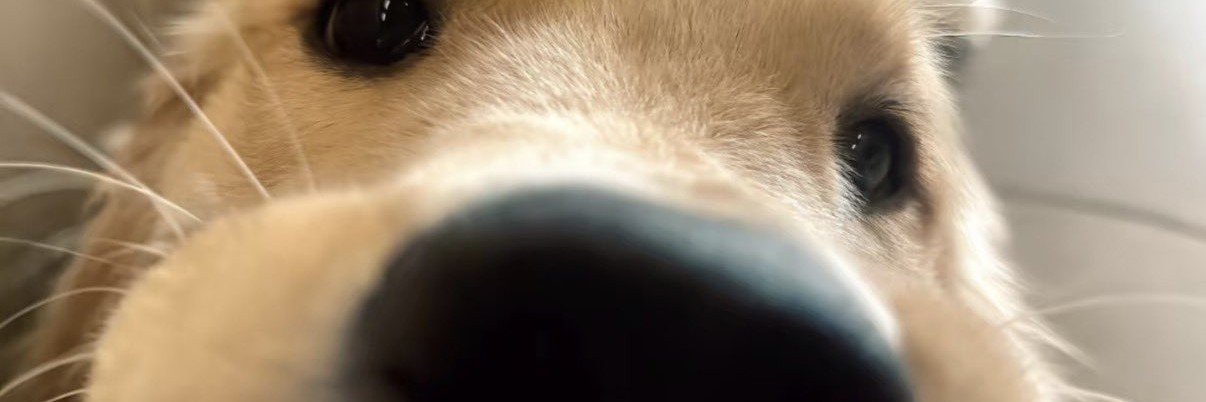 BoBo_1i's profile banner image