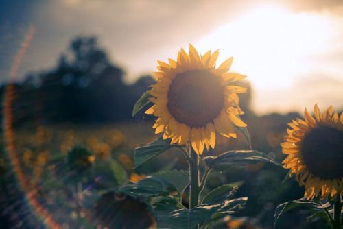 EmilySaysGoHome's profile banner image