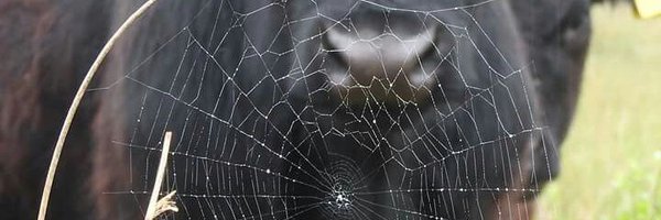 ArfonWilliams4 Profile Banner