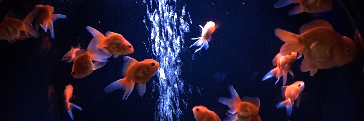 𝓨̆̈‎✿ banner