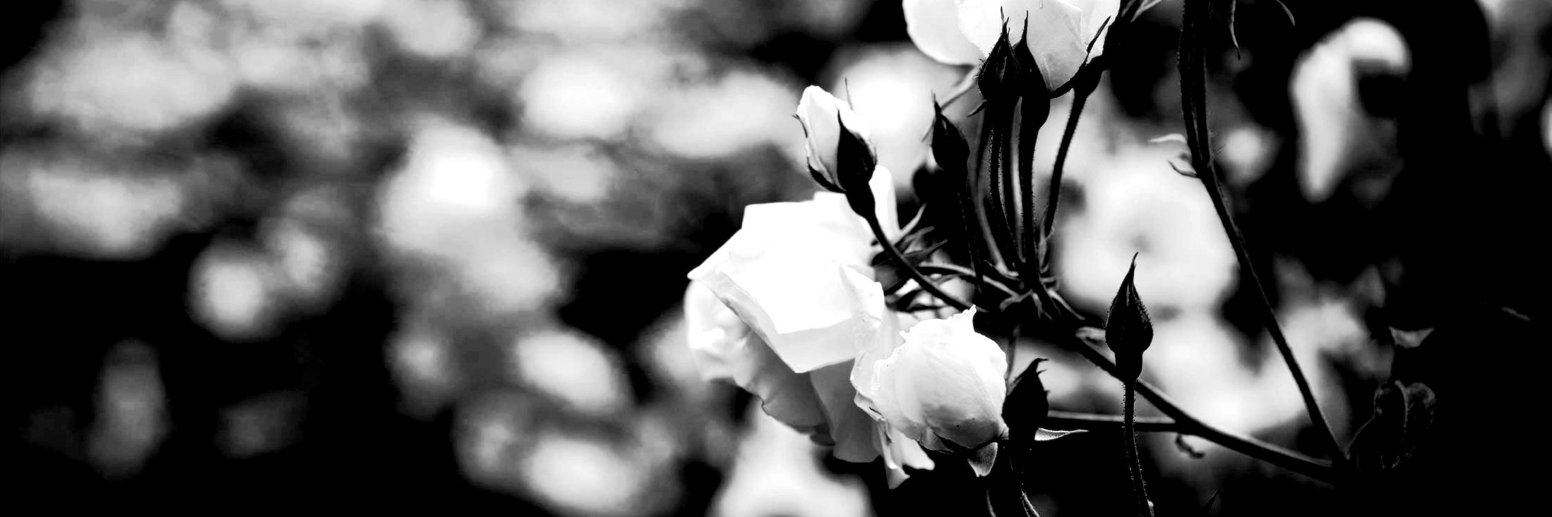 Resistance_Rabs's profile banner image