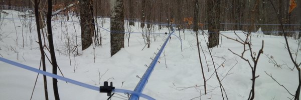 ennismaple Profile Banner