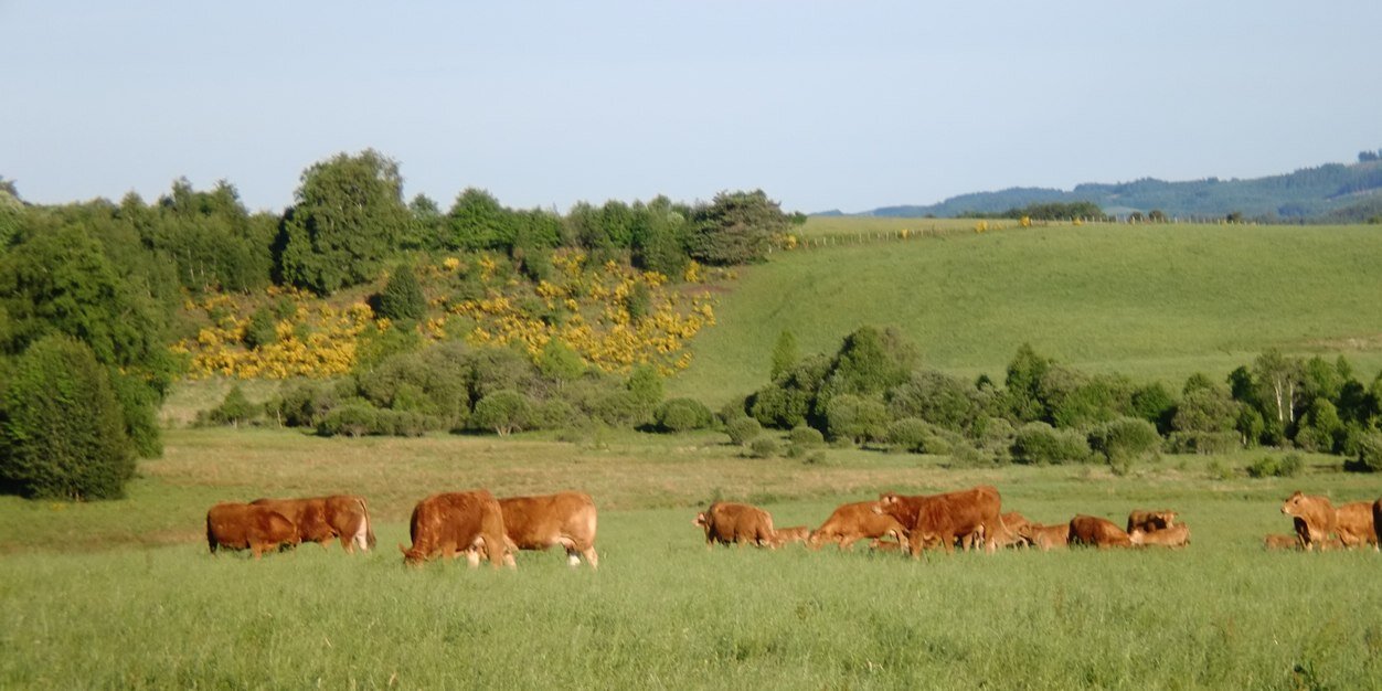 Marianne Orlianges banner