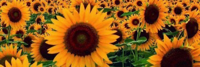 Brittany_Maines's profile banner image