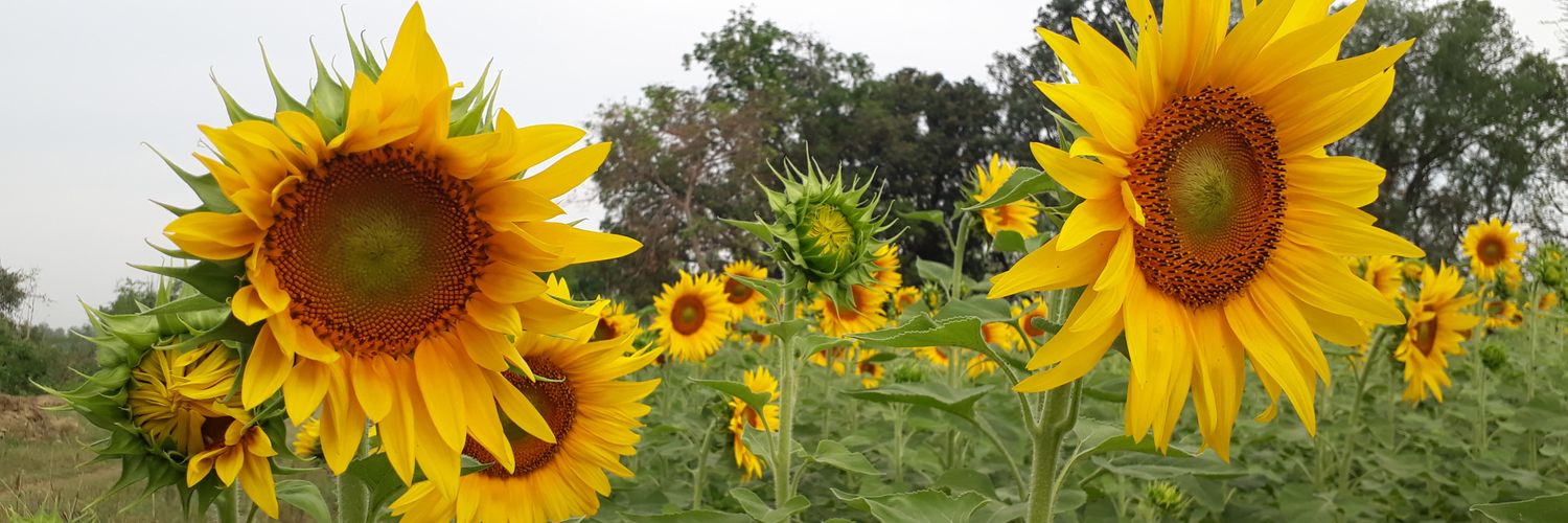 SINGHDALIP's profile banner image