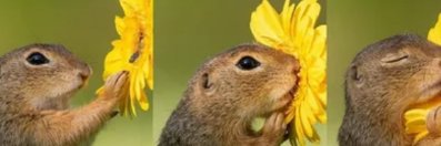 Virginia Cornejo banner