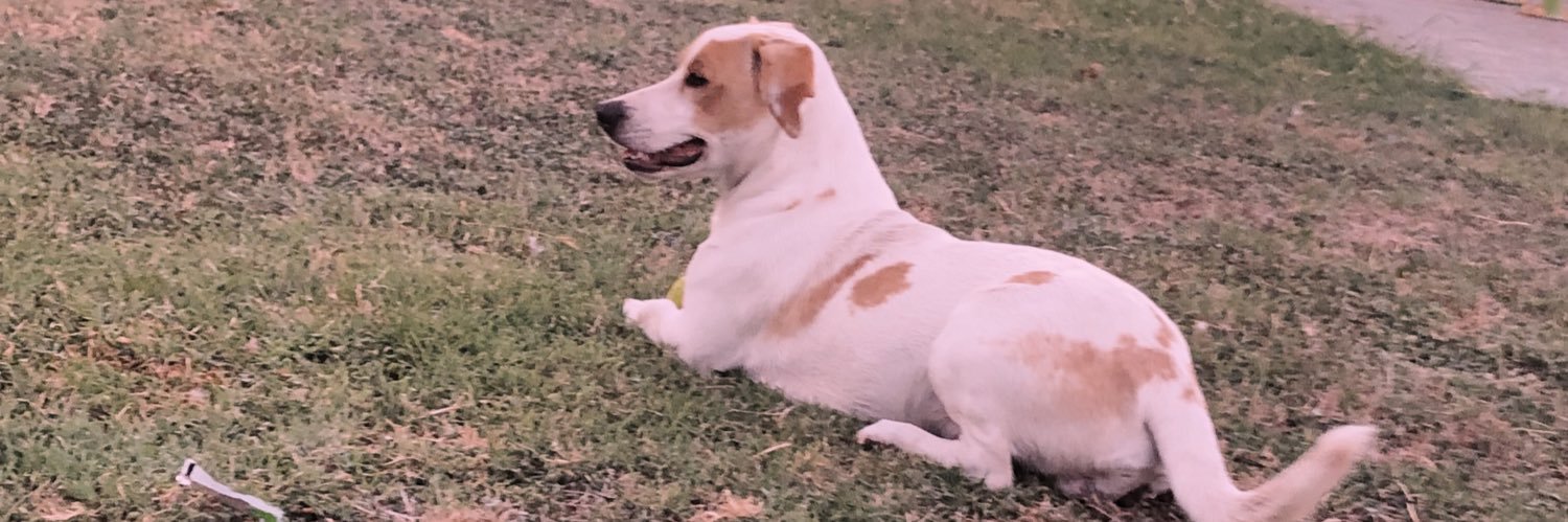 DianeRodrigue10's profile banner image