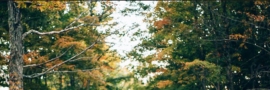 elina banner