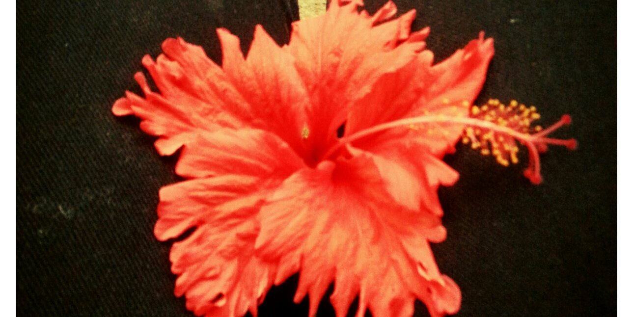 gardeniar18's profile banner image