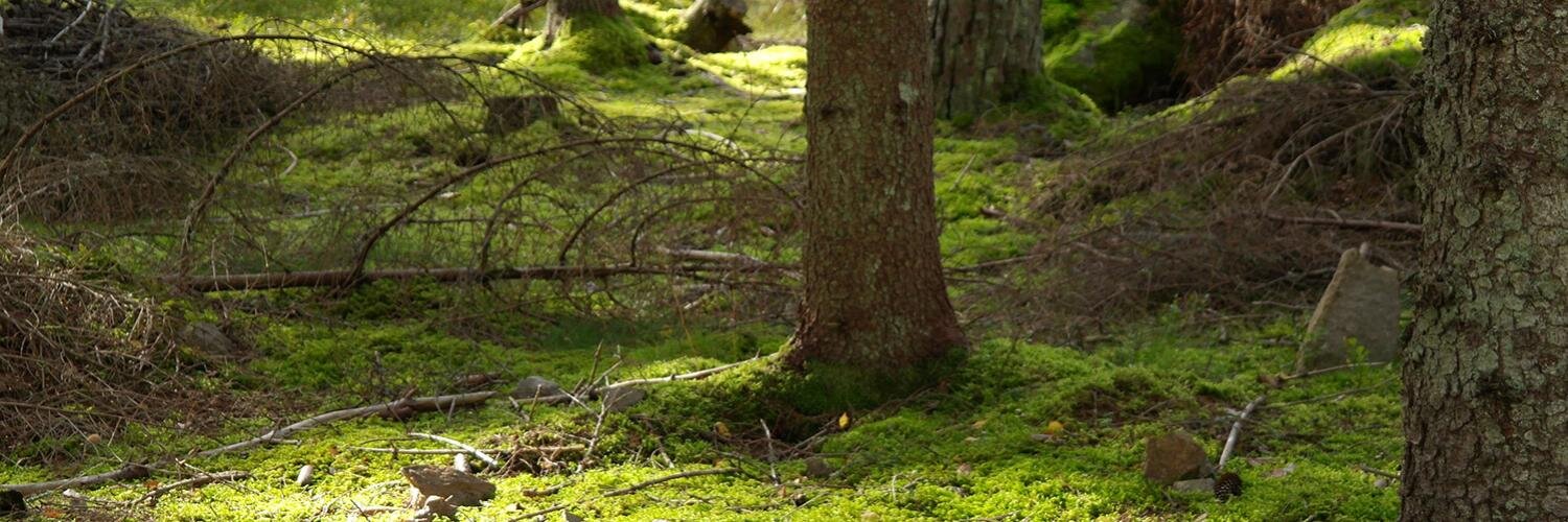 Nils Hellberg banner