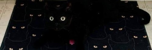 cats who share one braincell's banner