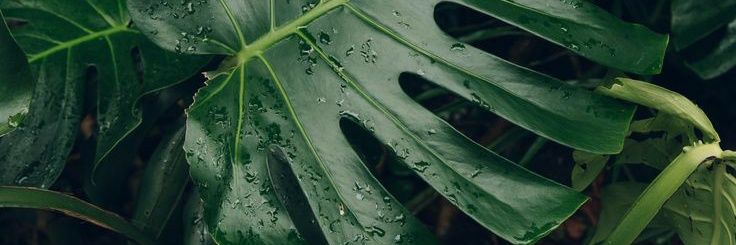 biancabanerjee's profile banner image