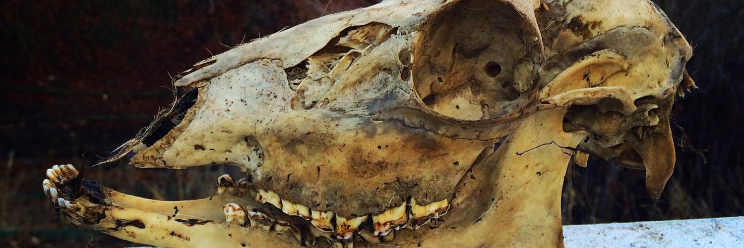 bateman_landon's profile banner image