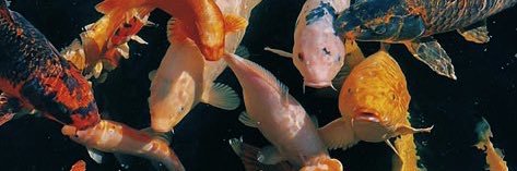 Lord Secreto banner