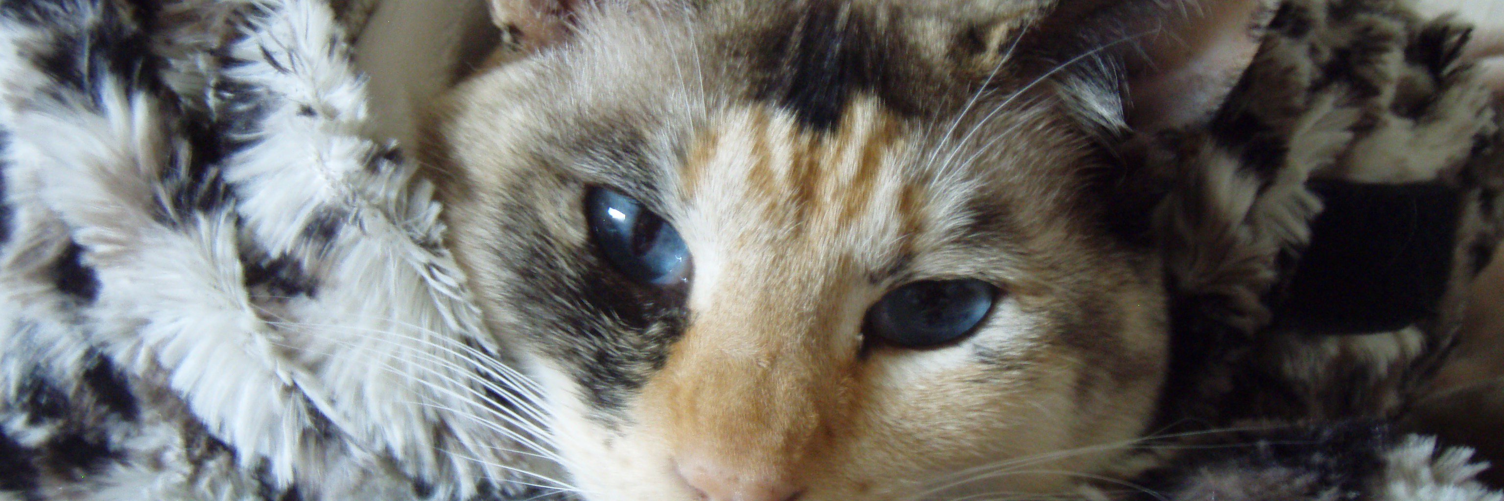 P & Angel Jeego banner