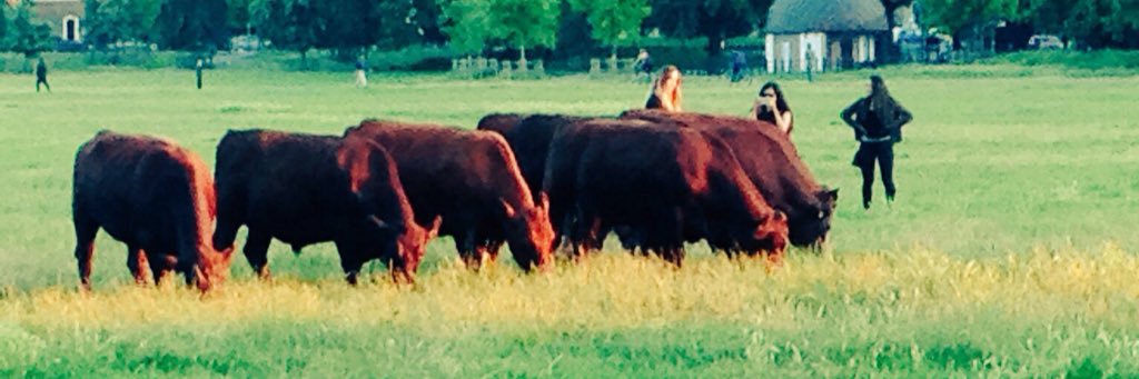 Cambridge Cows banner