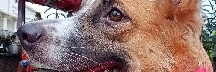 SilviaFMS's profile banner image