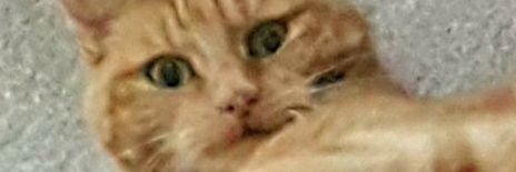 mrs_snrub_'s profile banner image