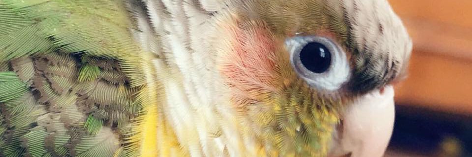 Barb BogaRosh banner