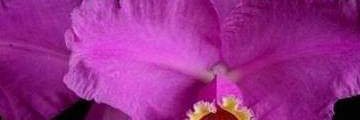 betsyaez's profile banner image