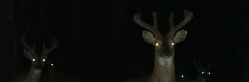 ellajstern's profile banner image
