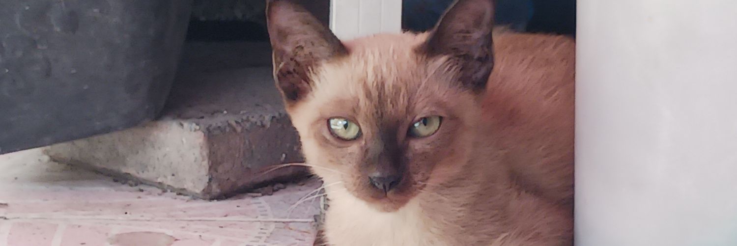 butbûr ||| #pm2.5ภาคเหนือ banner