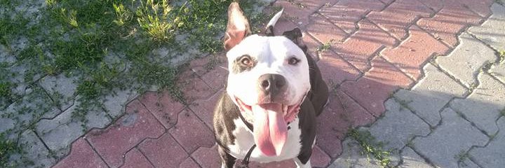 Mech .NYAN🔫😼 🕹️ $RCADE 🐉 $MON banner