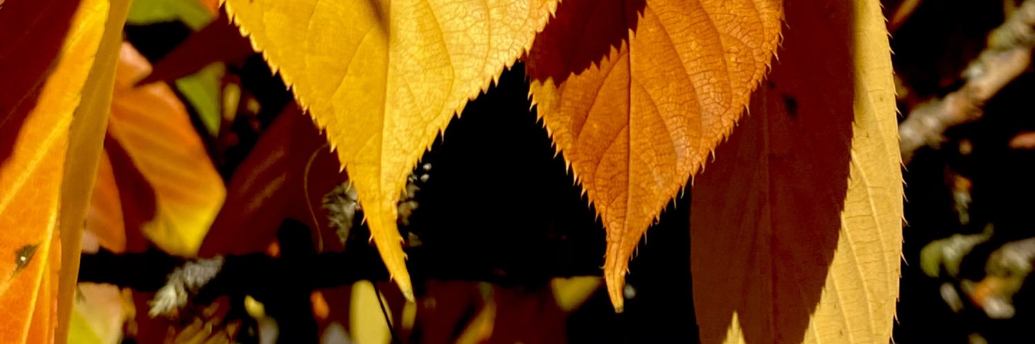 BracingWeather's profile banner image