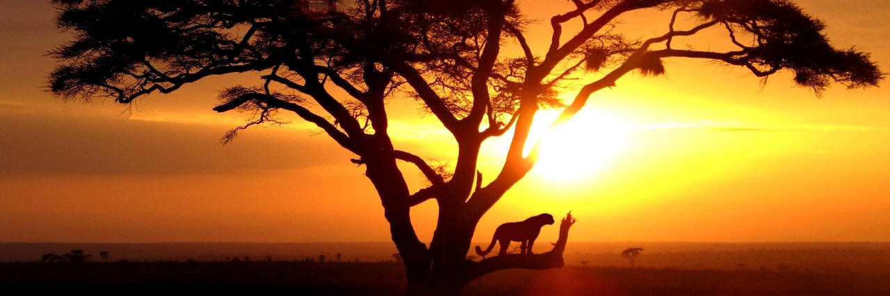 Teliko_Pardus's profile banner image