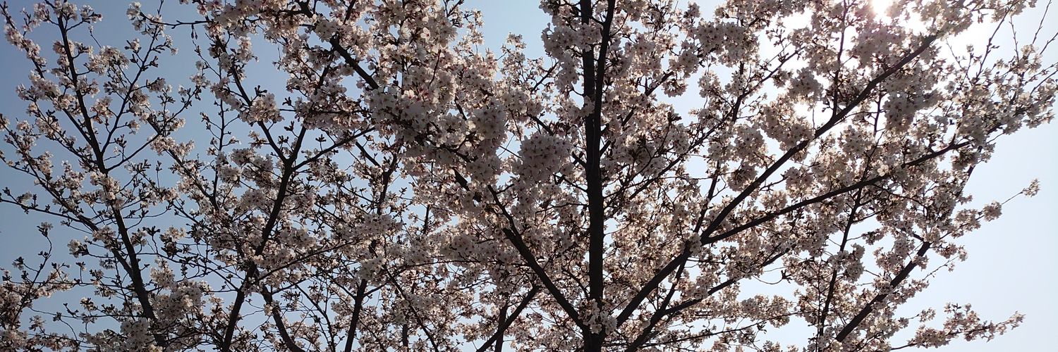 Yuya Hashimoto(橋本 裕哉) banner