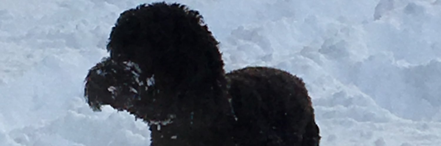 Pegipoo12's profile banner image
