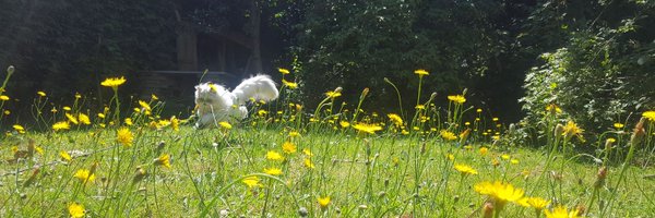 wilfred_warrior Profile Banner