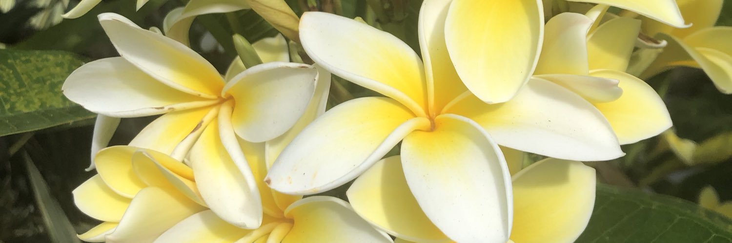 ayanoyellow's profile banner image