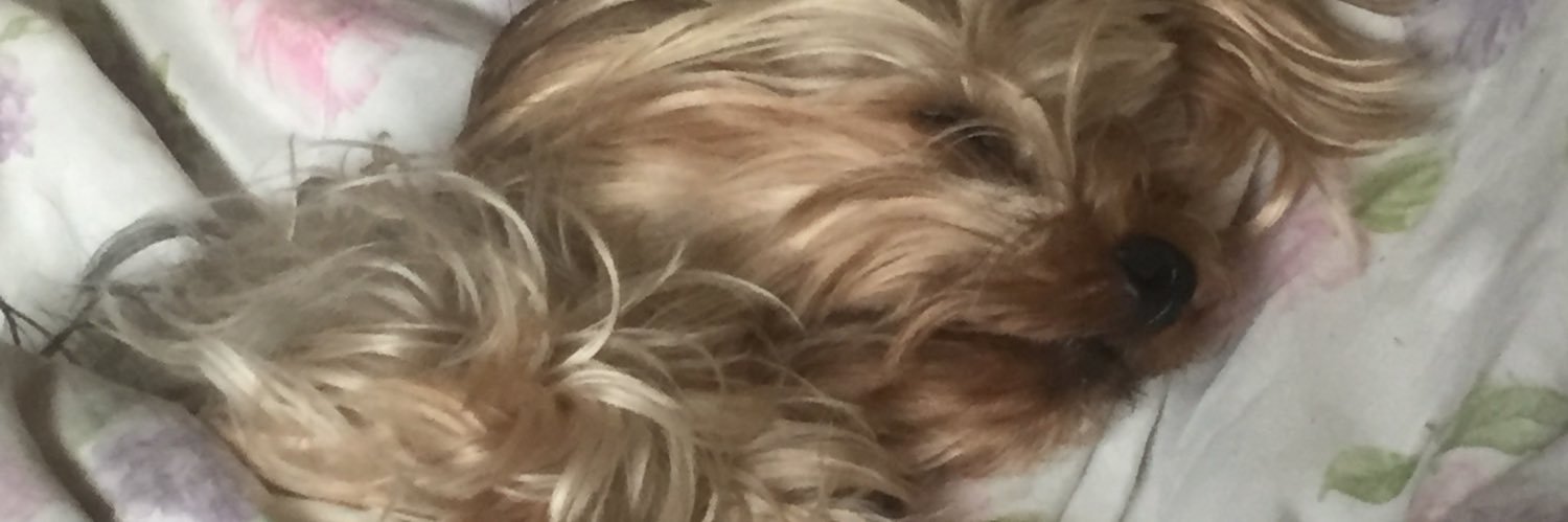 mpimentell's profile banner image