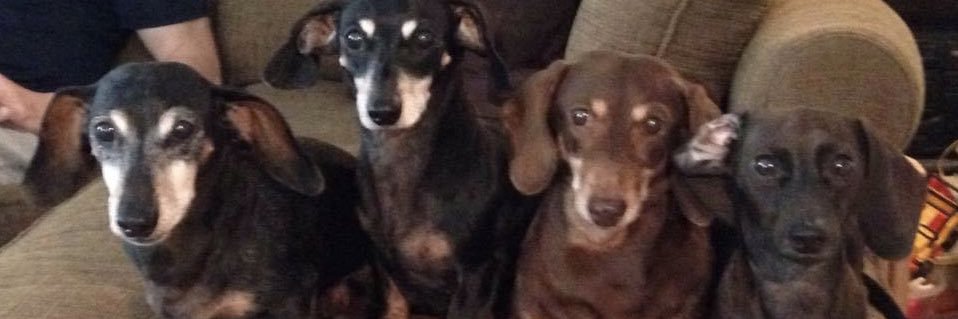 dachshundad's profile banner image
