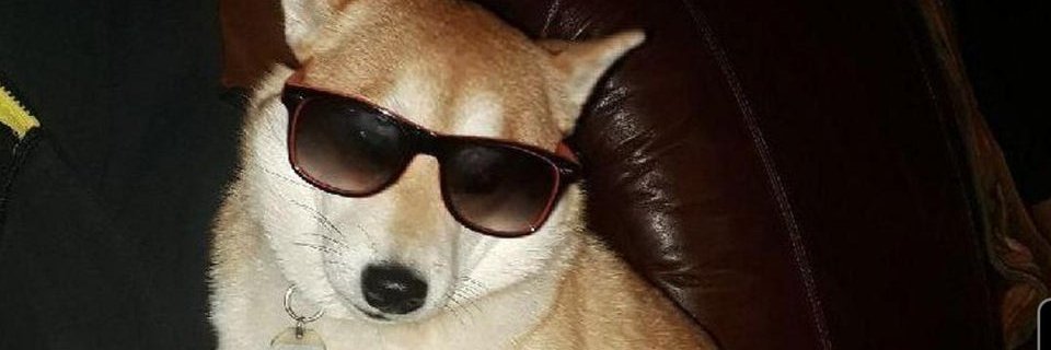 Doge banner